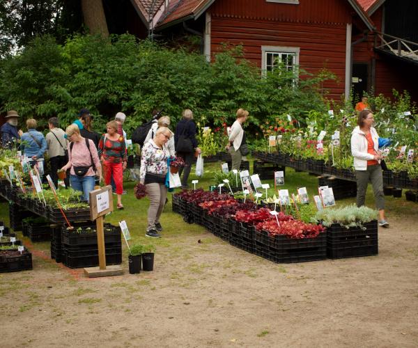 Ihmisiä taimiostoksilla Mustilan Taimipäivillä.