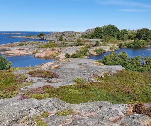 Björkön saarella kallioita ja kanervia.