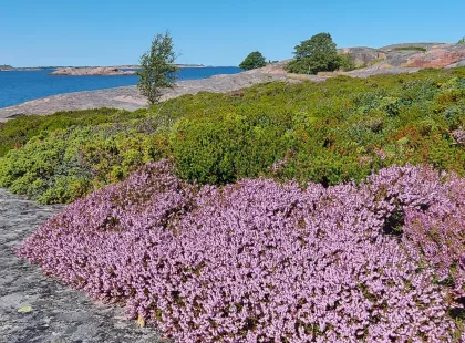 Björkön luontopolulla