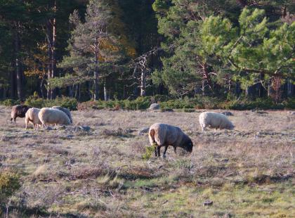 Pimeä Örö