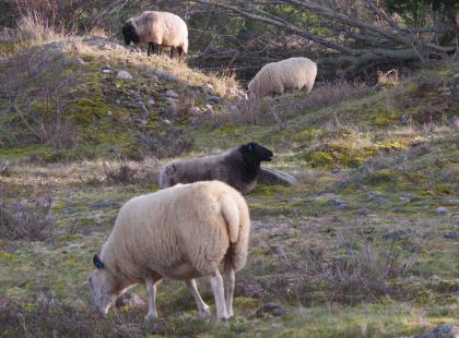 Pimeä Örö