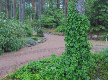Ilolan Arboretumin köynnöshortensia Kuva: Ilolan Arboretum