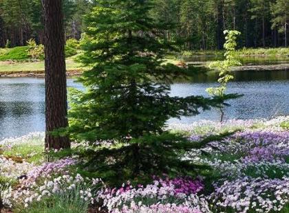 Ilolan Arboretum Kuva: Ilolan Arboretum
