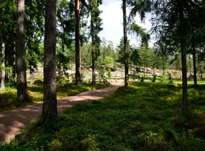 Ilolan Arboretuminn puita Kuva: Ilolan Arboretum