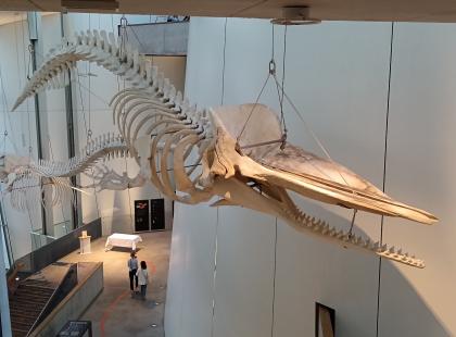 Ozeaneum luuranko