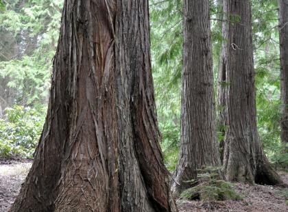Kuva: Arboretum Mustila