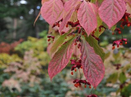 Kuva: Arboretum Mustila