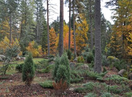 Kuva: Arboretum Mustila
