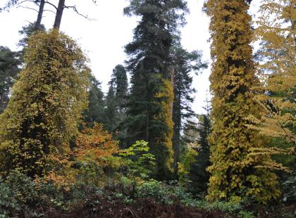 Kuva: Arboretum Mustila