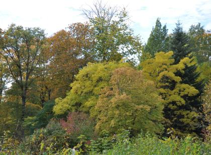 Kuva: Arboretum Mustila