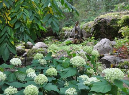 Arboretum Mustila