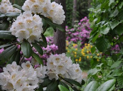 Kuva: Arboretum Mustila