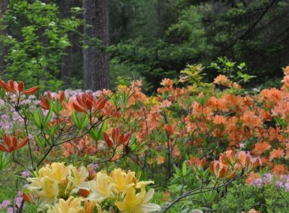 Kuva: Arboretum Mustila
