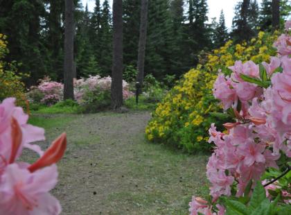 Kuva: Arboretum Mustila