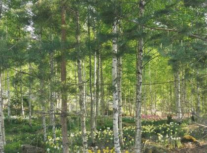 kuva: Pölkinvuori