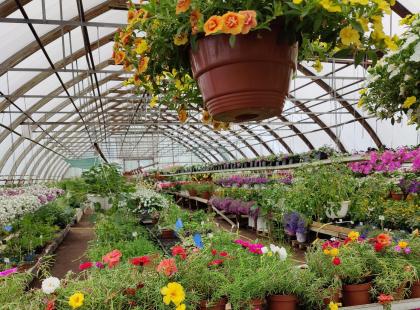 Kukkia Pionien kodissa.