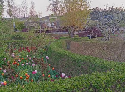 Senses puutarha - puita, pensasaitoja, tulppaaneja