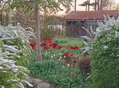 Senses puutarha - polku, pensaita, vaja