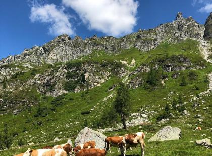 Ursprungalmin maisemia.