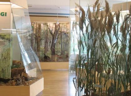 Matsalun luontokeskuksen näyttelytila.