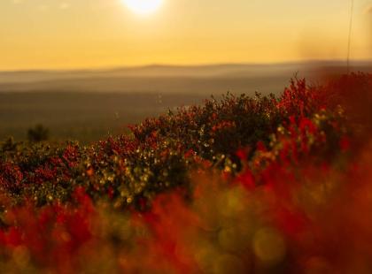 Ruskaa Ylläksellä.