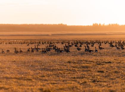 Matsalun kansallispuiston niityllä lintuja.