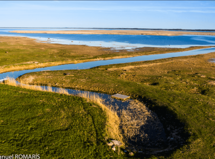Matsalun kansallispuiston ruovikkoa.