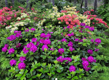 Ilolan arboretum, alppiruusut.