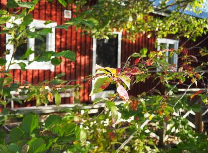 Punainen talo Leineperin ruukilla.