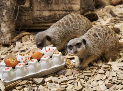 Magnusteja syömässä.