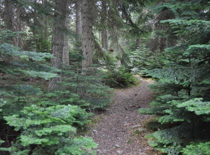 Metsäinen polku Arboretum Mustilassa.