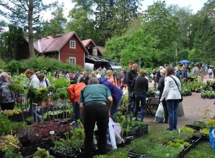 Ihmisiä taimiostoksilla Mustilan Taimipäivillä.