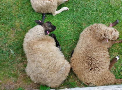 Trunsön lampaita. Kuva Ben Johansson