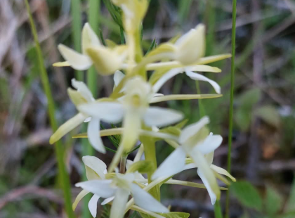 Trunsön kasvillisuutta. Kuva Ben Johansson