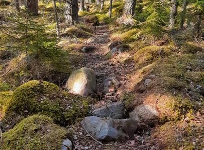 Metsäpolku Nirvon saarella.