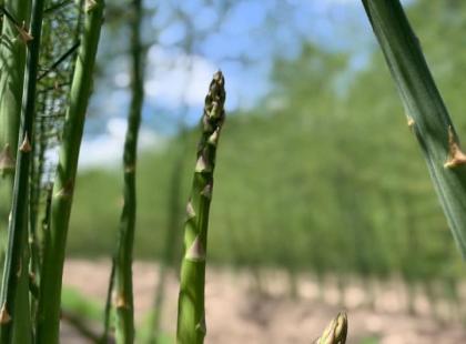 Parsaa pellolla. Kuva: Spargel- und Beerenhof Heuer.