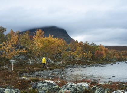 Saanan ruska. Kuva: Lapin Materiaalipankki/Jani Laurila