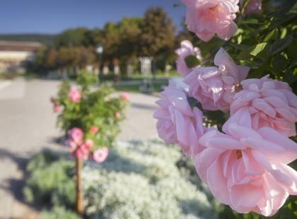 Rosarium-puiston ruusut Badenissa. ©Austria Tourism.